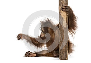 Side view of a young Bornean orangutan sitting, holding to a tree trunk photo
