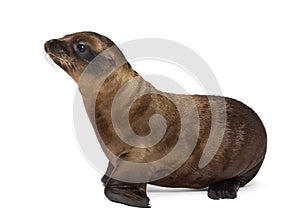 Side view of a Young California Sea Lion, Zalophus californianus, looking away