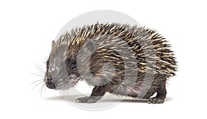 Side view of a Young European hedgehog walking away photo