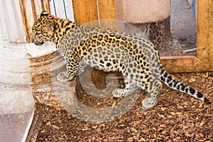 Side view of a young far eastern leopard in an aviary