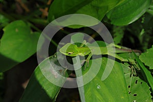 Side view of a young green lizard crawling on top of a large Arrowroot leaf