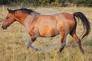 Side view of young horse galloping in the pasture lighting by the sun, side view, outdoor image