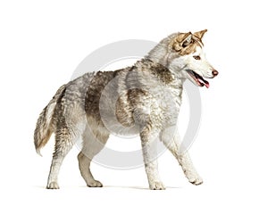 Side view of a young Husky walking and panting