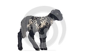 Side view of a young lamb walking on a white background
