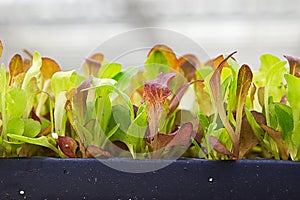 Side view of young lettuce growing in a tray