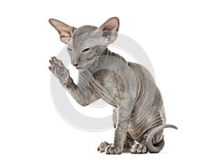 Side view of a young peterbald cat high-fiving in a funny positi