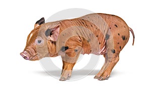 Side view of a young pig mixedbreed, isolated