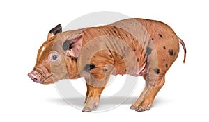 Side view of a young pig mixedbreed, isolated photo