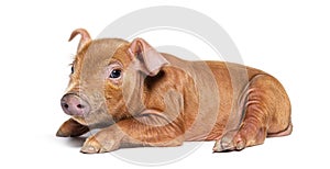 Side view of a Young pig mixedbreed lying down, isolated