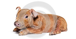 Side view of a Young pig mixedbreed lying down, isolated photo