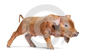 Side view of a young pig walking mixedbreed, isolated photo