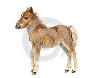 Side view young poney, foal against white background