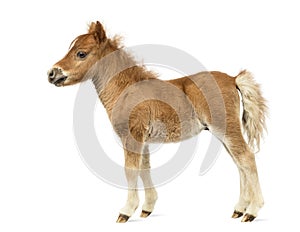 Side view of a young poney, foal against white background