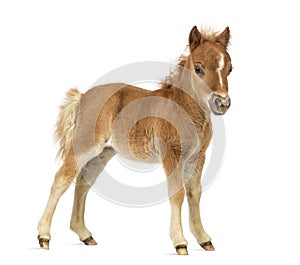 Side view young poney, foal against white background photo