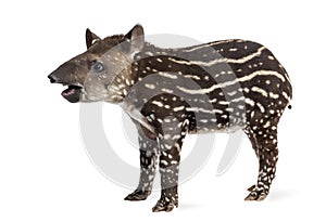 Side view of a young South american tapir, isolated on white