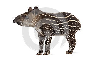 Side view of a young South american tapir, isolated on white