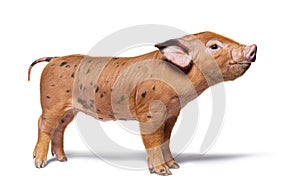 Side view of a young spotted pig mixedbreed, isolated