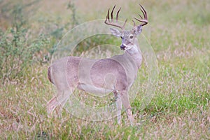 Side view of young whitetail buck