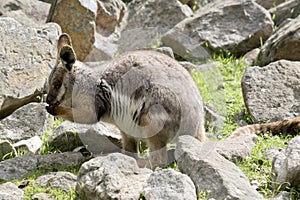 this is a side view of young yellow footed rock wallaby