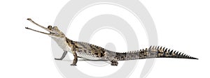 Side viw of a Young Fish-eating crocodile, Gavialis gangeticus