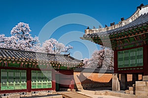 Side wall of Jagyeongjeon court in Gyeongbokgung Palace with Cherry blossoms, Seoul, South Korea