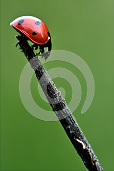 Side of wild red ladybug photo