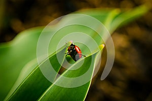 The side of wild red ladybug coccinellidae anatis ocellata coleoptera ladybird on a green grass photo