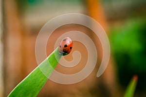 The side of wild red ladybug coccinellidae anatis ocellata coleoptera ladybird on a green grass photo