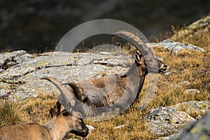 Sidecloseup of an Alpine ibex in the mountains, yellow grass and blurred stones background