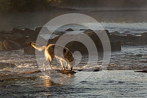 Sidelit Grey Wolf Canis lupus Nose to Water in Misty River Autumn