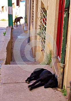 Sidenwalk with Sleeping Dog in South American Town