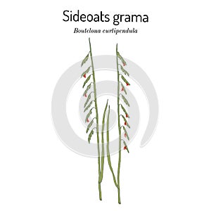 Sideoats grama Bouteloua curtipendula , Official State Grass of Texas