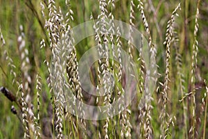 Sideoats Grama   823340