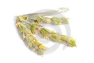 Sideritis, also known as ironwort, mountain tea and shepherd`s tea. Isolated on white