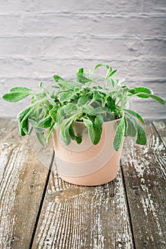 Sideritis clandestina in a pot - Sideritis known as mountain tea used in herbal medicine