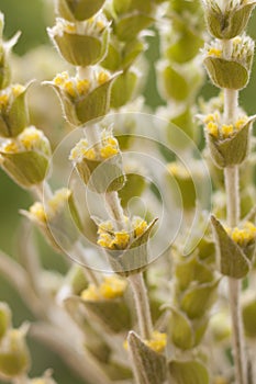 Sideritis Scardica Mountain Tea