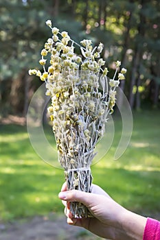 Sideritis Scardica - mountain tea