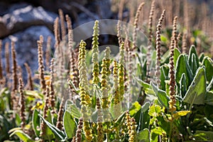 Sideritis Scardica Mountain Tea in Garden. Taurus Mountains, Antalya Province, Turkey