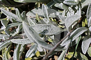 Sideritis syriaca - Wild plant shot in the spring