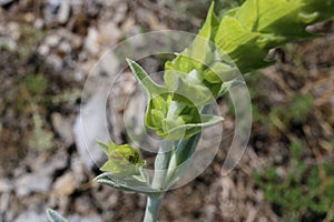 Sideritis syriaca - Wild plant shot in the spring