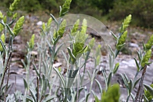 Sideritis syriaca - Wild plant shot in the spring