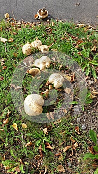 Sideroad mushrooms and grass