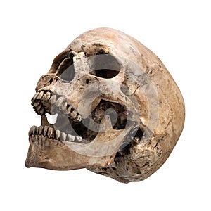 Sidetview human skull open mouth isolated