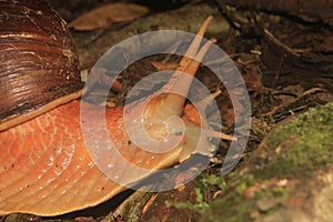 Sideview of an Amazonian Giant Snail, Megalobulimus popelairianus, Strophocheilidae