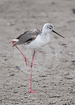 Sideview of Blackwinged Stilt standing on one leg on ground