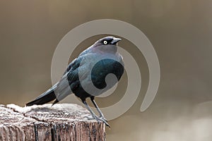 Sideview of brewer`s blackbird in Idaho.