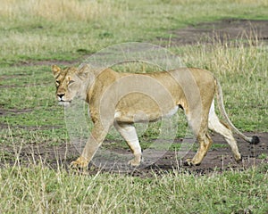 Sideview Closeup of lioness walking in green grass