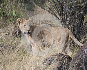 Sideview closeup of young lioness standing in grass