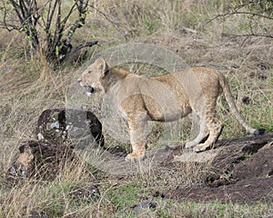 Sideview closeup of a young lioness standing looking forward with a snarl