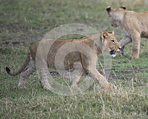 Sideview Closeup of young lioness walking in green grass